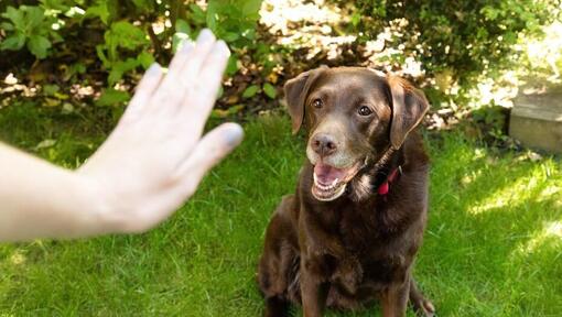 Training an older dog clearance obedience